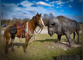 Draft Horse, Giumenta, 3 Anni, Grigio