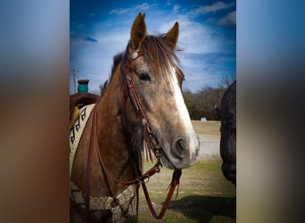 Draft Horse, Giumenta, 3 Anni, Grigio