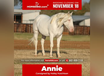 Draft Horse Mix, Giumenta, 4 Anni, 150 cm, Bianco