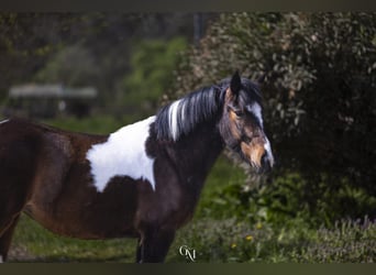 Draft Horse Mix, Giumenta, 4 Anni, 150 cm, Pezzato