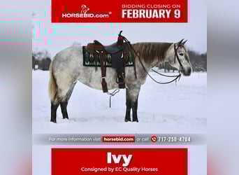 Draft Horse Mix, Giumenta, 4 Anni, 152 cm, Grigio