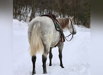 Draft Horse Mix, Giumenta, 4 Anni, 152 cm, Grigio
