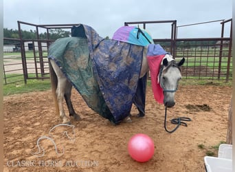 Draft Horse, Giumenta, 4 Anni, 152 cm, Grigio