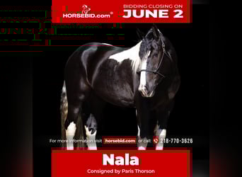 Draft Horse Mix, Giumenta, 4 Anni, 152 cm