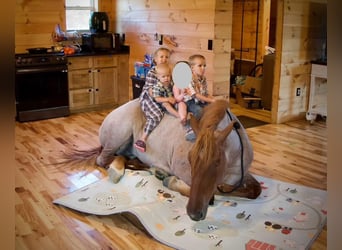 Draft Horse, Giumenta, 4 Anni, 155 cm, Roano rosso