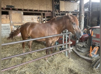 Draft Horse, Giumenta, 4 Anni, 160 cm