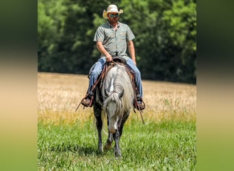 Draft Horse Mix, Giumenta, 4 Anni, 163 cm, Grigio pezzato