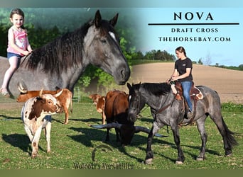 Draft Horse Mix, Giumenta, 4 Anni, 163 cm, Roano blu