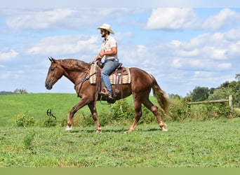 Draft Horse Mix, Giumenta, 4 Anni, 163 cm, Sauro scuro