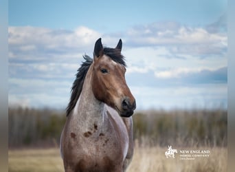 Draft Horse Mix, Giumenta, 4 Anni, 170 cm, Baio roano