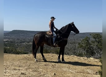 Draft Horse, Giumenta, 4 Anni, 173 cm, Baio ciliegia
