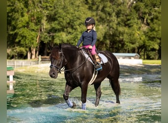 Draft Horse Mix, Giumenta, 4 Anni, Morello