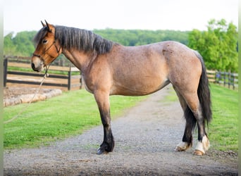 Draft Horse Mix, Giumenta, 4 Anni, Roano rosso