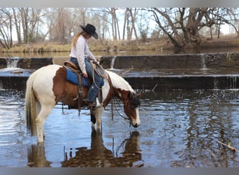 Draft Horse Mix, Giumenta, 5 Anni, 145 cm, Pezzato