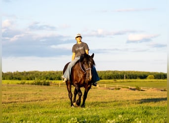 Draft Horse Mix, Giumenta, 5 Anni, 152 cm, Morello