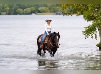 Draft Horse Mix, Giumenta, 5 Anni, 152 cm, Morello