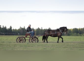 Draft Horse Mix, Giumenta, 5 Anni, 152 cm, Morello