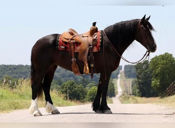 Draft Horse, Giumenta, 5 Anni, 152 cm, Morello