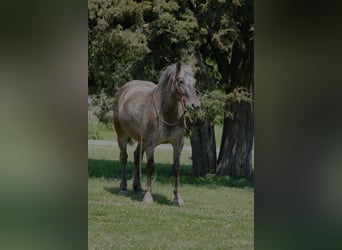 Draft Horse Mix, Giumenta, 5 Anni, 152 cm