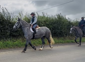 Draft Horse, Giumenta, 5 Anni, 168 cm, Grigio
