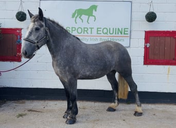 Draft Horse, Giumenta, 5 Anni, 168 cm, Grigio