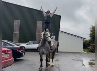 Draft Horse, Giumenta, 5 Anni, 168 cm, Grigio