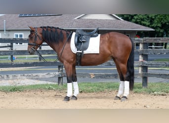 Draft Horse Mix, Giumenta, 5 Anni, Baio ciliegia