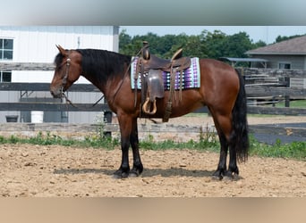 Draft Horse Mix, Giumenta, 5 Anni, Baio ciliegia