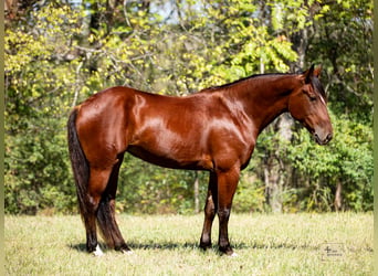 Draft Horse Mix, Giumenta, 5 Anni, Baio ciliegia