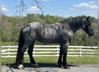 Draft Horse Mix, Giumenta, 5 Anni, Roano blu
