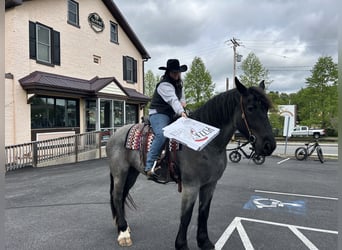 Draft Horse Mix, Giumenta, 5 Anni, Roano blu