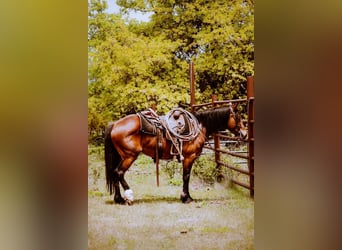 Draft Horse, Giumenta, 6 Anni, 150 cm, Baio ciliegia
