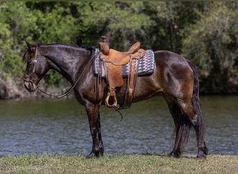 Draft Horse, Giumenta, 6 Anni, 152 cm, Baio ciliegia