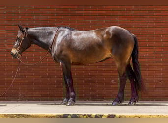 Draft Horse, Giumenta, 6 Anni, 152 cm, Baio ciliegia