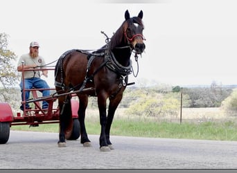 Draft Horse, Giumenta, 6 Anni, 152 cm, Baio ciliegia
