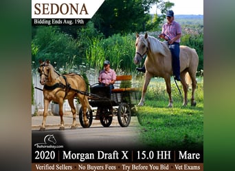 Draft Horse Mix, Giumenta, 6 Anni, 152 cm, Palomino