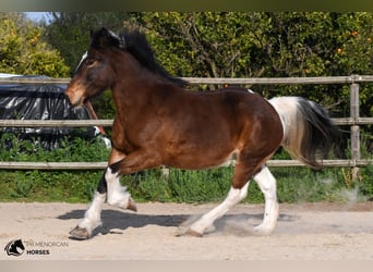 Draft Horse Mix, Giumenta, 6 Anni, 158 cm, Pezzato