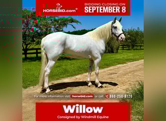 Draft Horse Mix, Giumenta, 6 Anni, 163 cm, Grigio