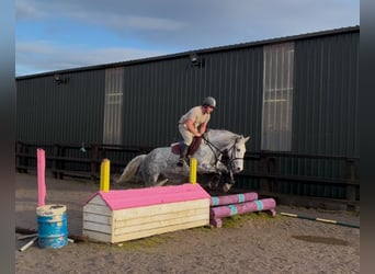 Draft Horse, Giumenta, 6 Anni, 165 cm, Grigio pezzato