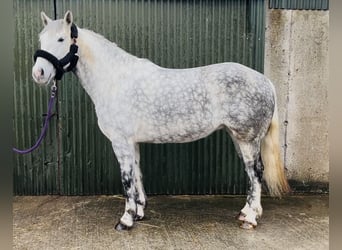 Draft Horse, Giumenta, 6 Anni, 165 cm, Grigio pezzato