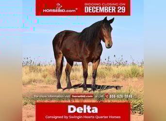 Draft Horse Mix, Giumenta, 7 Anni, 157 cm, Baio ciliegia