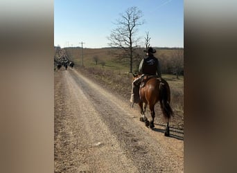 Draft Horse Mix, Giumenta, 7 Anni, 160 cm, Baio ciliegia