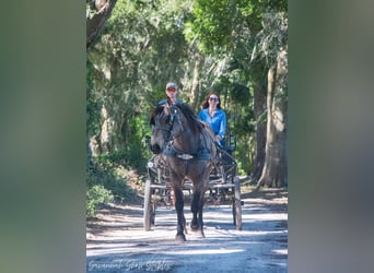 Draft Horse Mix, Giumenta, 7 Anni, 160 cm, Pelle di daino