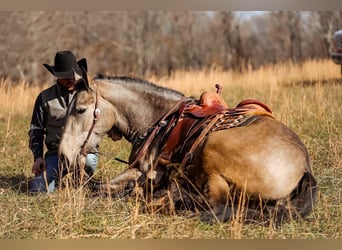 Draft Horse, Giumenta, 7 Anni, 168 cm, Pelle di daino