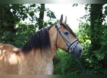 Draft Horse Mix, Giumenta, 7 Anni