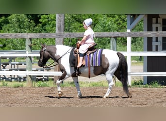 Draft Horse Mix, Giumenta, 7 Anni, Pezzato