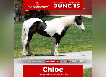 Draft Horse Mix, Giumenta, 7 Anni, Pezzato