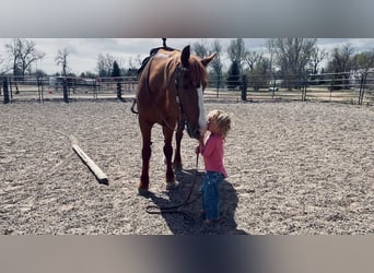 Draft Horse Mix, Giumenta, 8 Anni, 157 cm, Sauro ciliegia