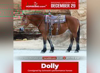 Draft Horse Mix, Giumenta, 8 Anni, 160 cm, Baio ciliegia