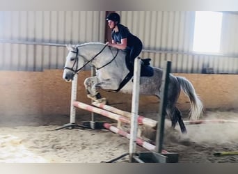 Draft Horse, Giumenta, 8 Anni, 166 cm, Grigio